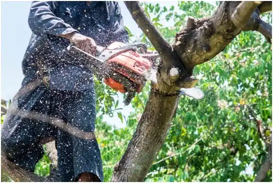 tree services Nyssa